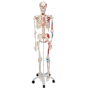 Human Skeleton Model Max With Painted Muscle Origins & Inserts - On 5-feet Stand