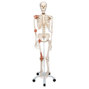 Human Skeleton Model Leo With Ligaments - 3b Smart Anatomy