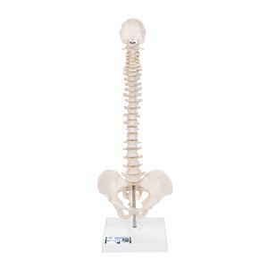 Mini Human Spinal Column Model, Flexible Mounted, On Removable Base