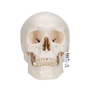Classic Human Skull Model, 3 Part - 3b Smart Anatomy