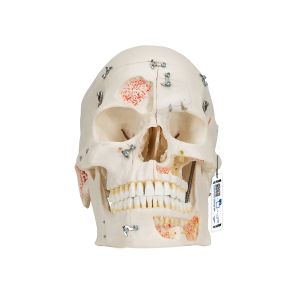 Deluxe Human Demonstration Dental Skull Model, 10 Part - 3b Smart Anatomy
