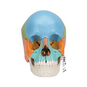 Beauchene Adult Human Skull Model, Didactic Colored Version, 22 Part - 3b Smart Anatomy