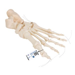 Human Foot Skeleton, Loosely Threaded On Nylon String- 3b Smart Anatomy