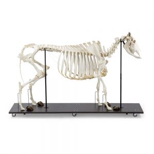 Bovine Skeleton (bos Taurus), Articulated