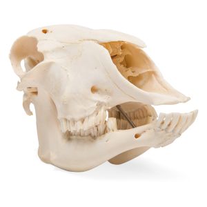 Domestic Sheep Skull (ovis Aries), Female, Specimen