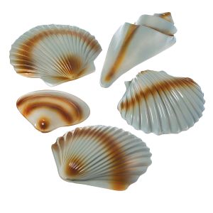 Seashell Decoration, 5 In A Pack