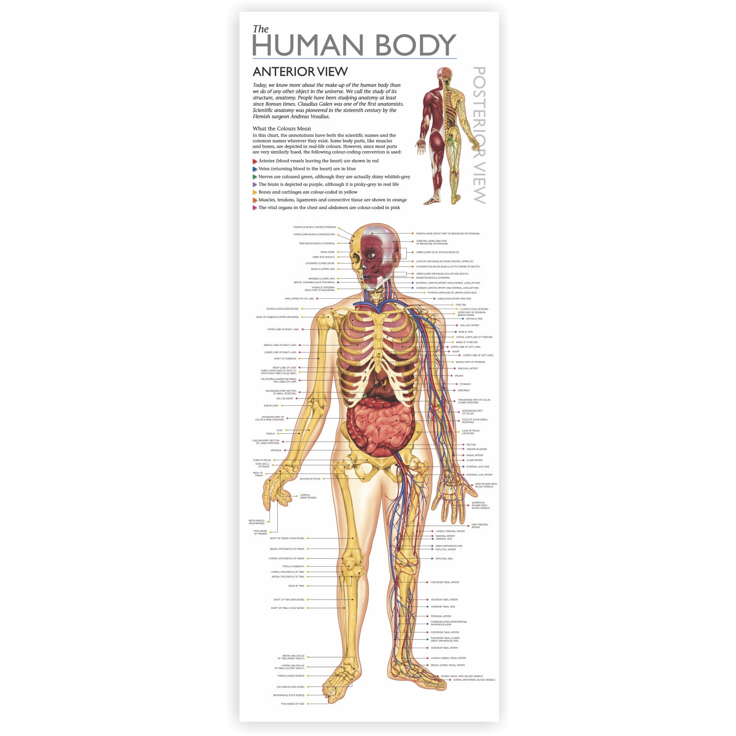 Wonders of Learning Tin Set, Discover the Human Body