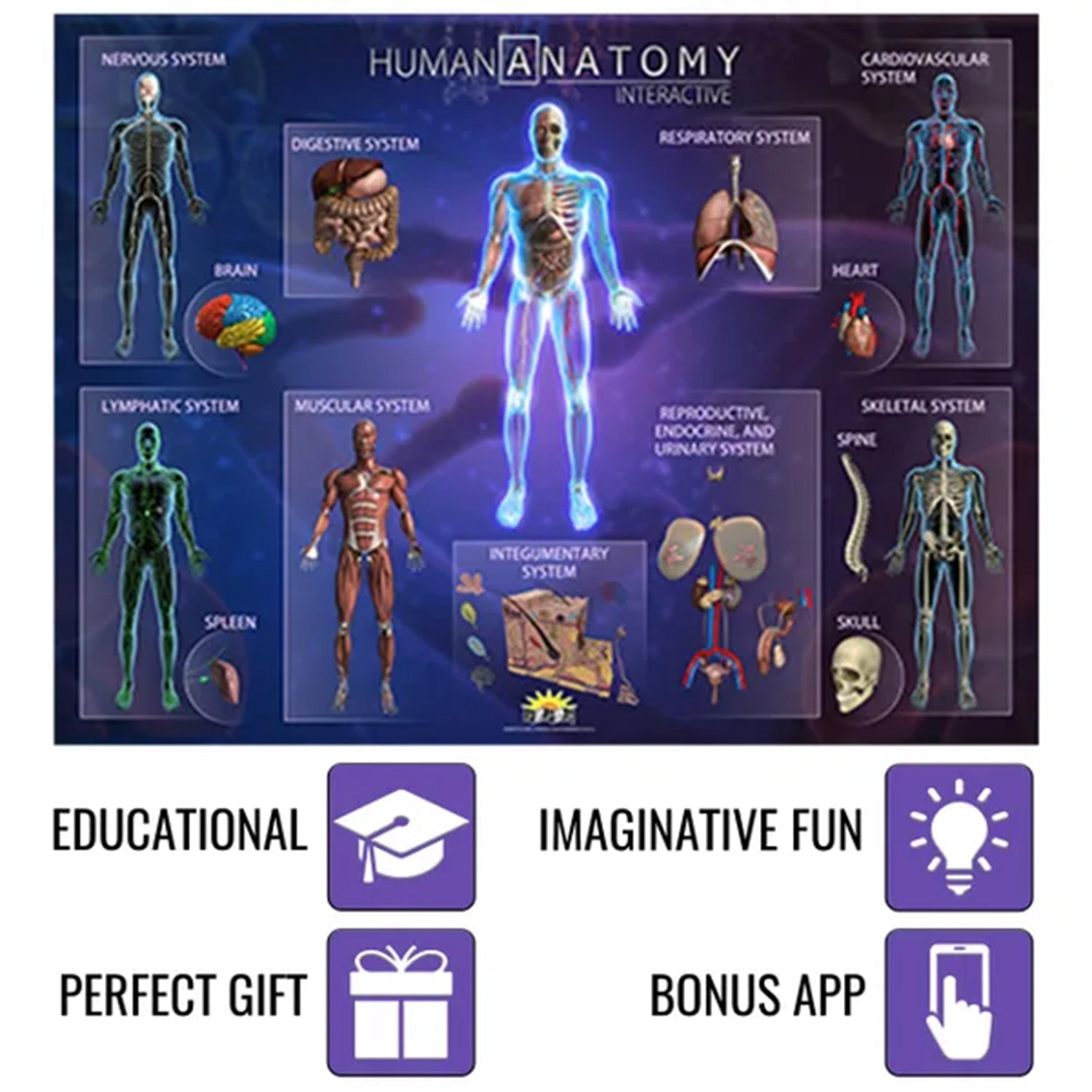 Human Anatomy Smart Mats, Set of 4