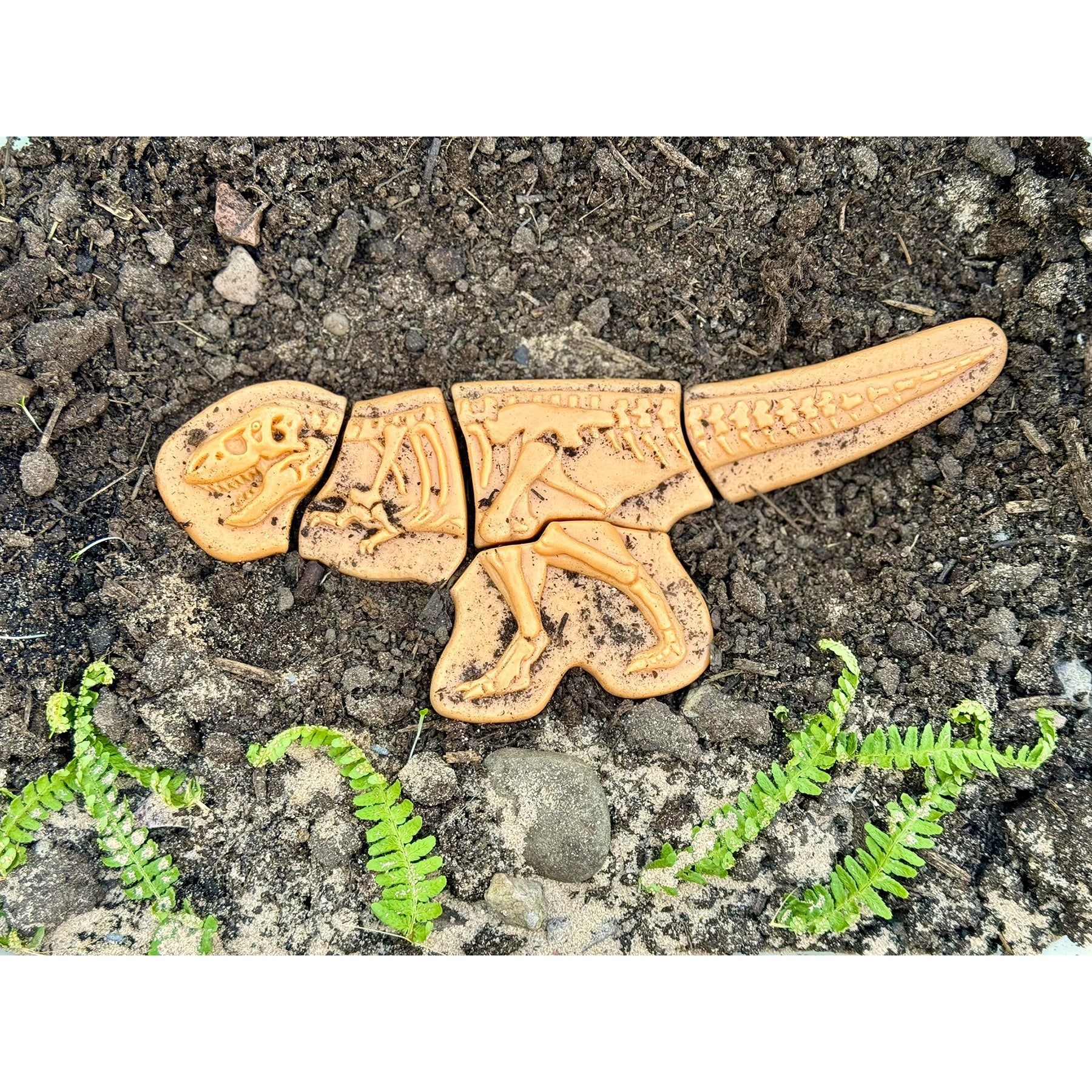 Dig and Discover - Ankylosaurus & Tyrannosaurus Rex