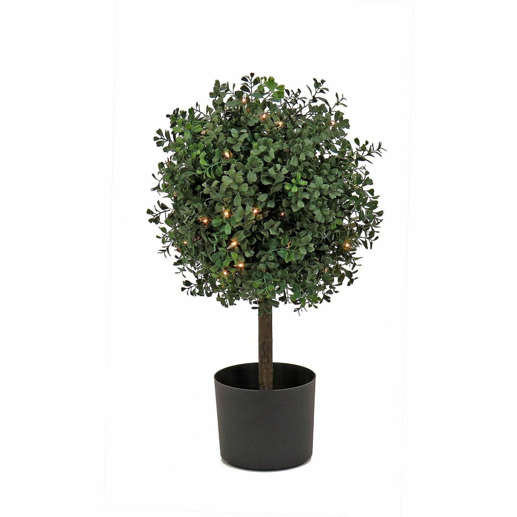 2" Tall - Boxwood - Topiary - Pot1 Each