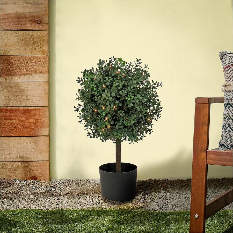 2" Tall - Boxwood - Topiary - Pot1 Each