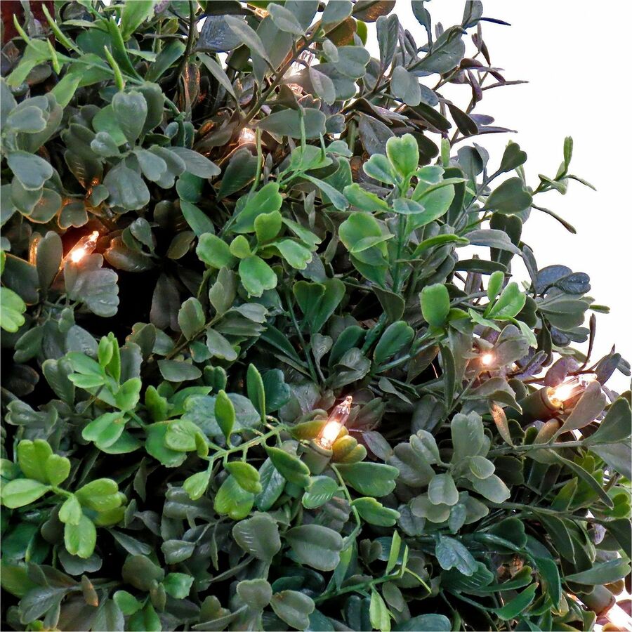 2" Tall - Boxwood - Topiary - Pot1 Each