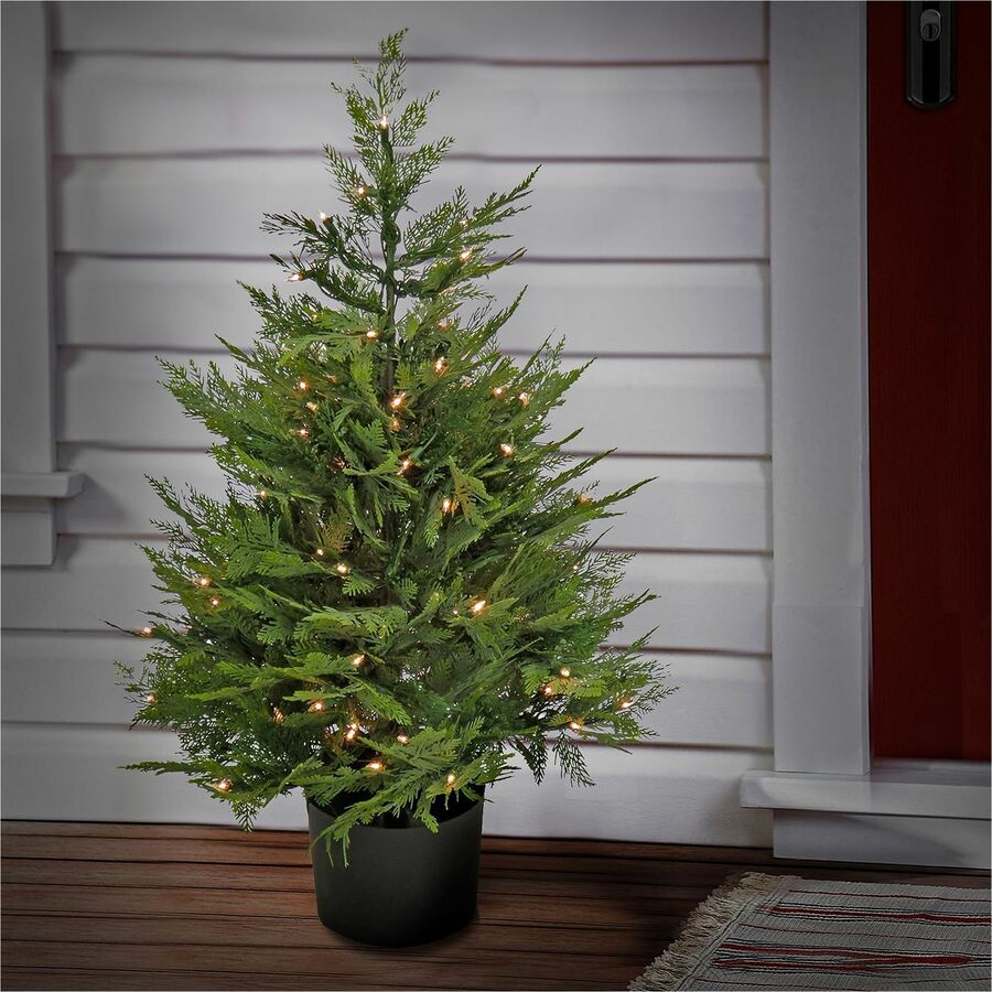 Cypress - Pot1 Each