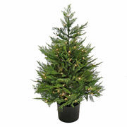 Cypress - Pot1 Each