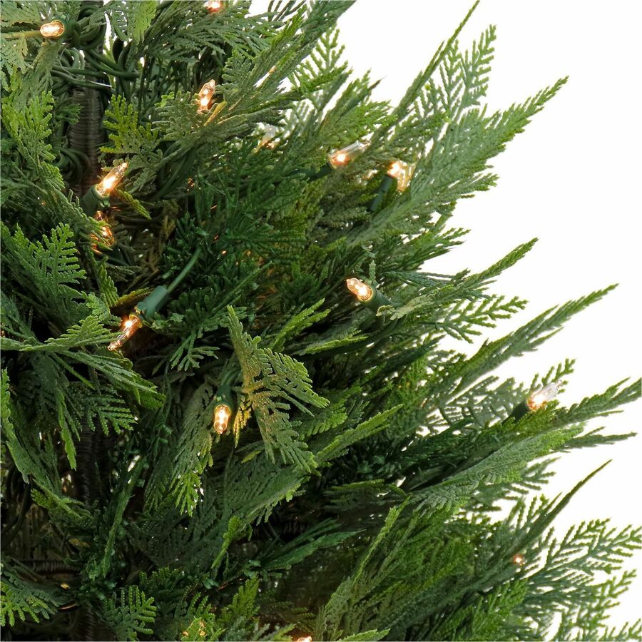 Cypress - Pot1 Each
