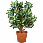 30" Tall - Hosta - Topiary - Pot1 Each
