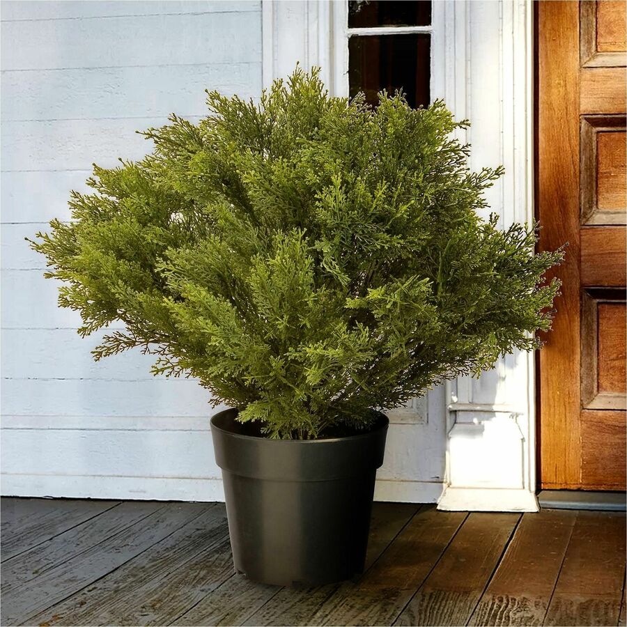 Juniper - Topiary - Pot1 Each