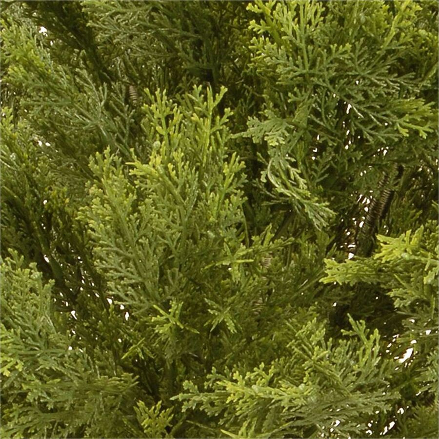 Juniper - Topiary - Pot1 Each