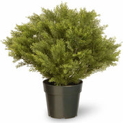 Juniper - Topiary - Pot1 Each