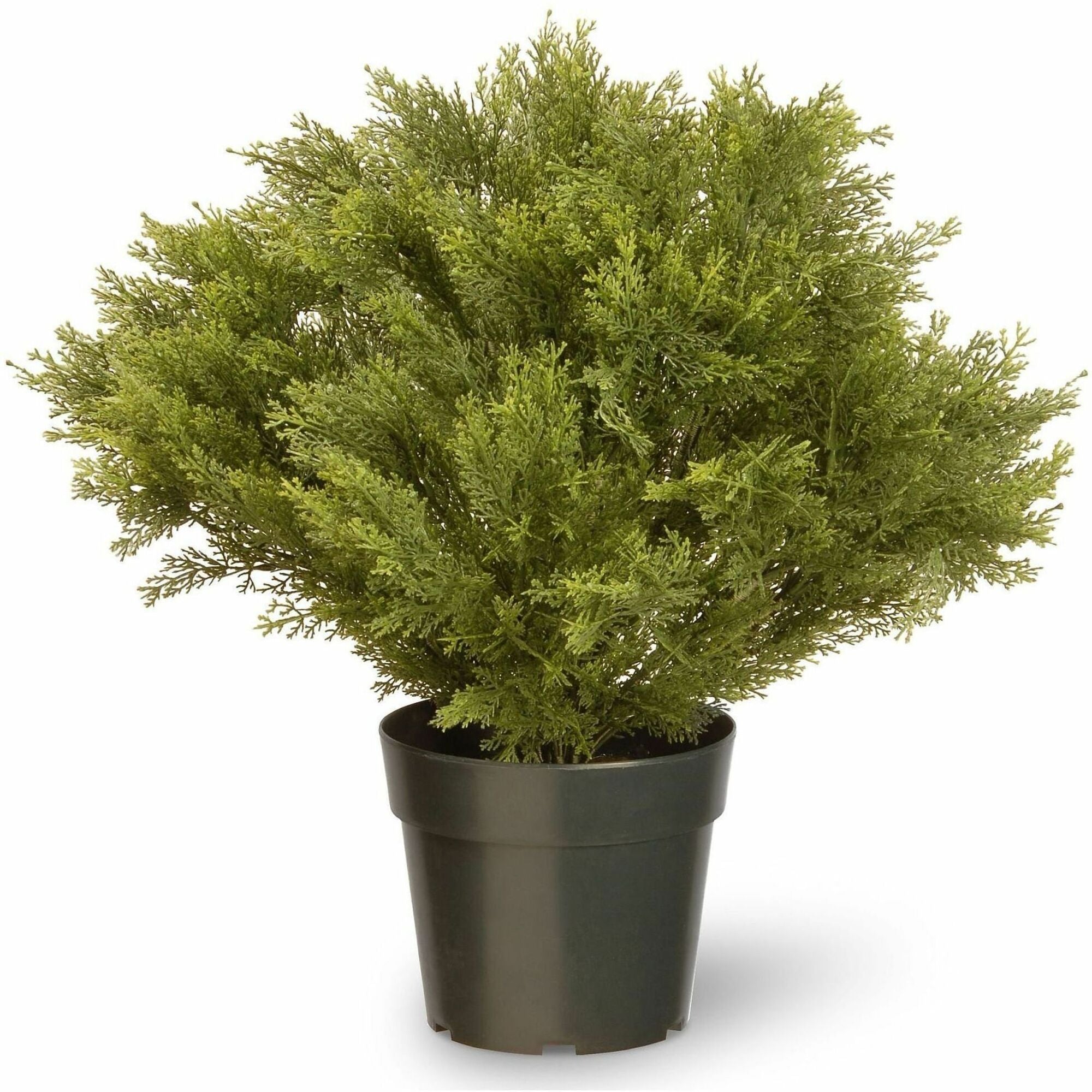 Juniper - Topiary - Pot1 Each