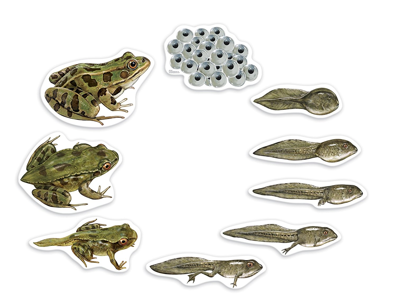 Giant Magnetic Frog Life Cycle