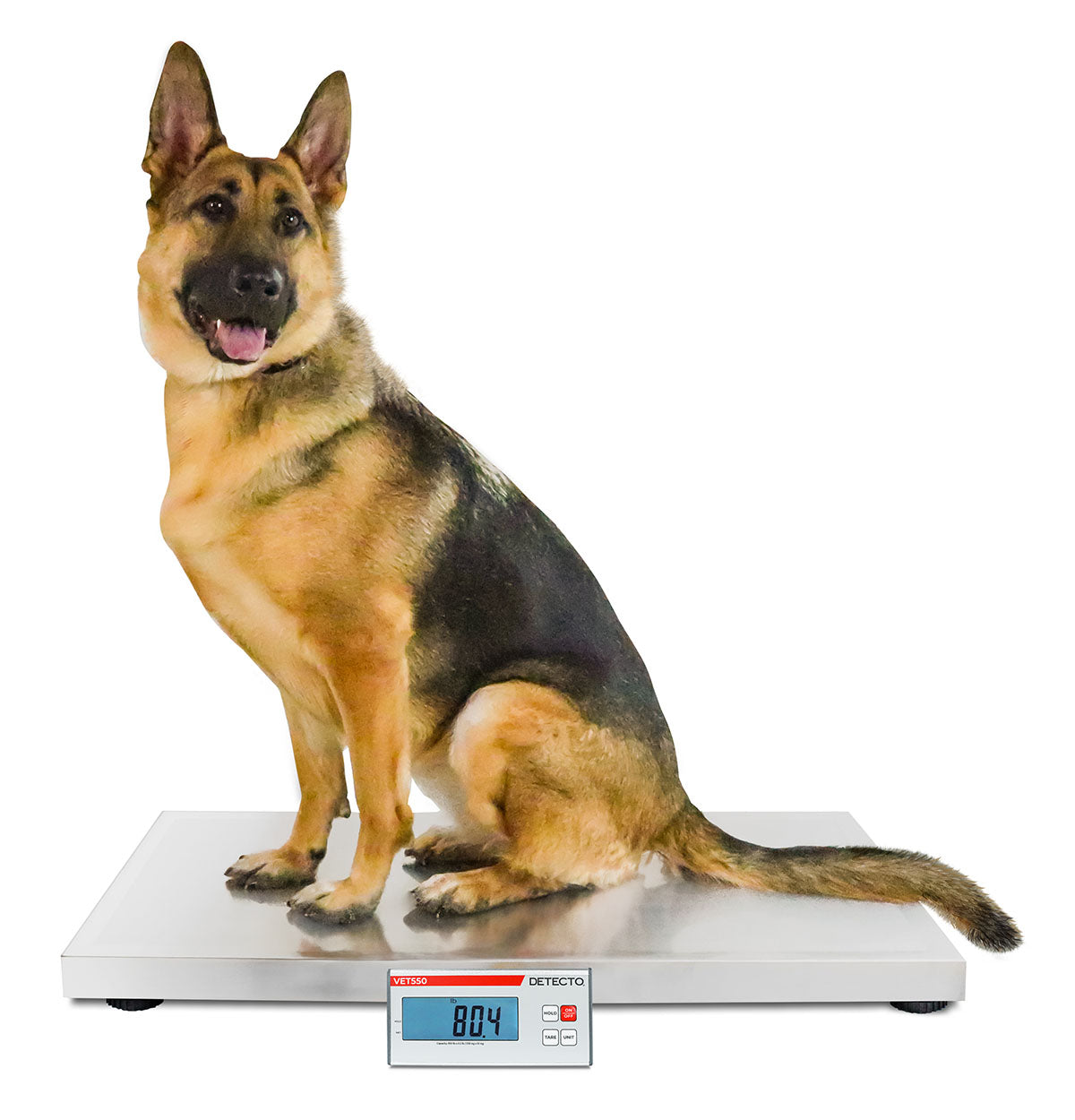 Detecto Veterinary Scale, Digital, 36" x 22", 550 lb with .2 lb / 150 kg x .1 kg, Wheels