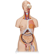 3B Scientific Anatomical Model, Deluxe Dual Sex Torso with Opened Back