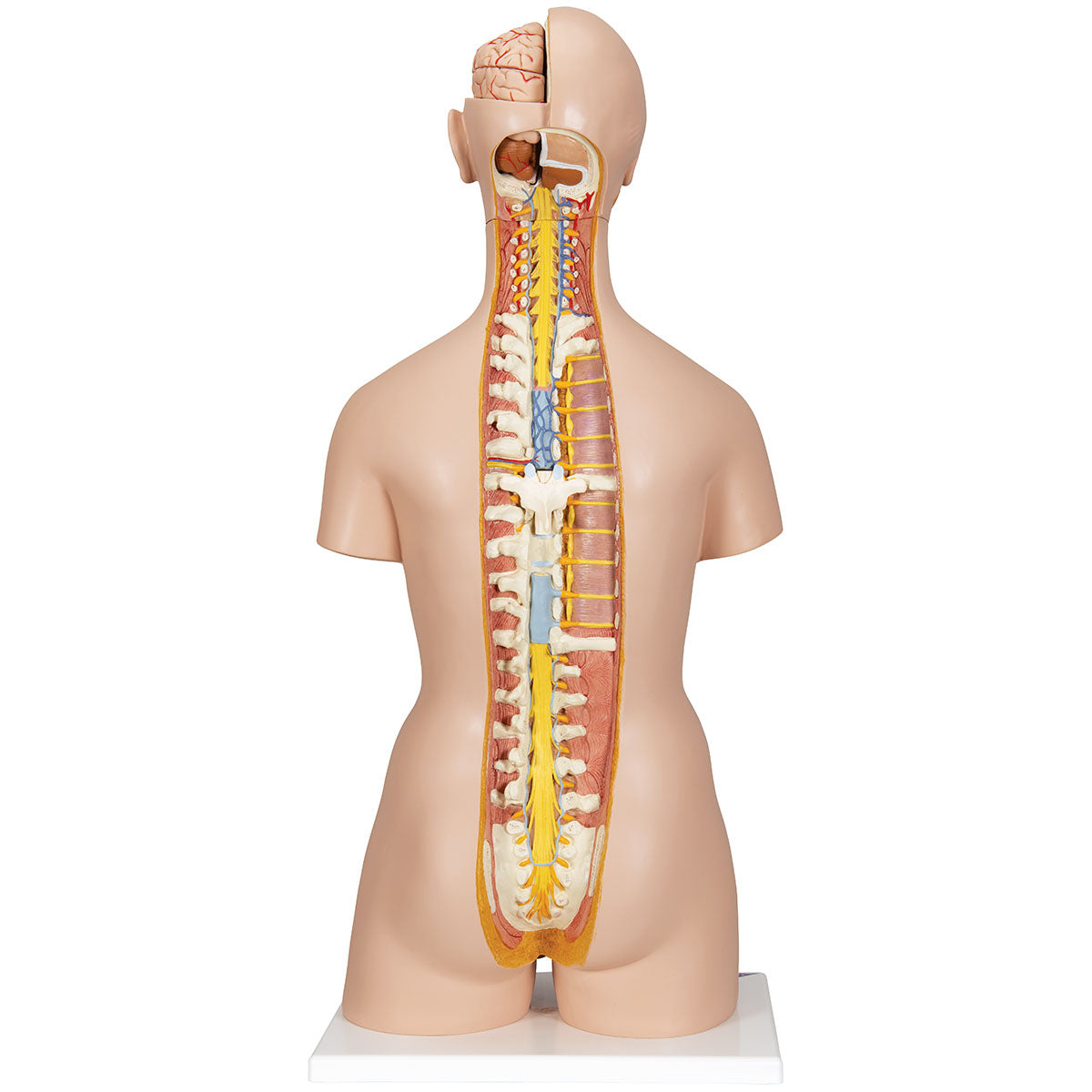 3B Scientific Anatomical Model, Deluxe Dual Sex Torso with Opened Back