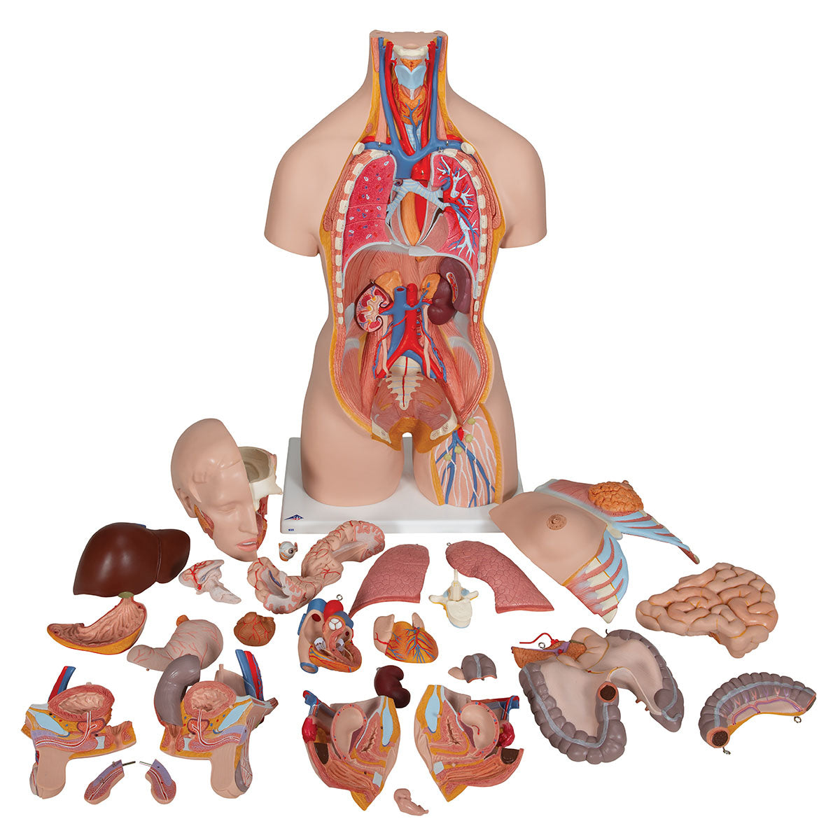 3B Scientific Anatomical Model, Deluxe Dual Sex Torso with Opened Back