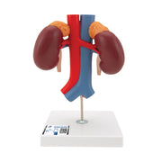 3B Scientific Anatomical Model, Human Kidneys Model with Vessels (2 Part), Includes 3B Smart Anatomy