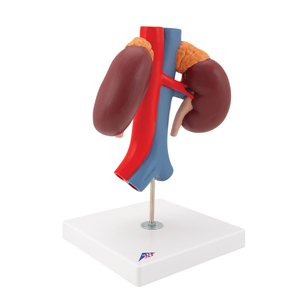 3B Scientific Anatomical Model, Human Kidneys Model with Vessels (2 Part), Includes 3B Smart Anatomy
