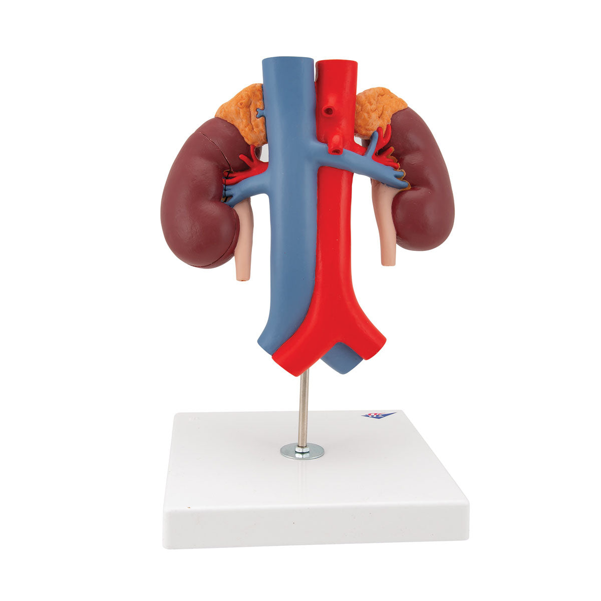 3B Scientific Anatomical Model, Human Kidneys Model with Vessels (2 Part), Includes 3B Smart Anatomy
