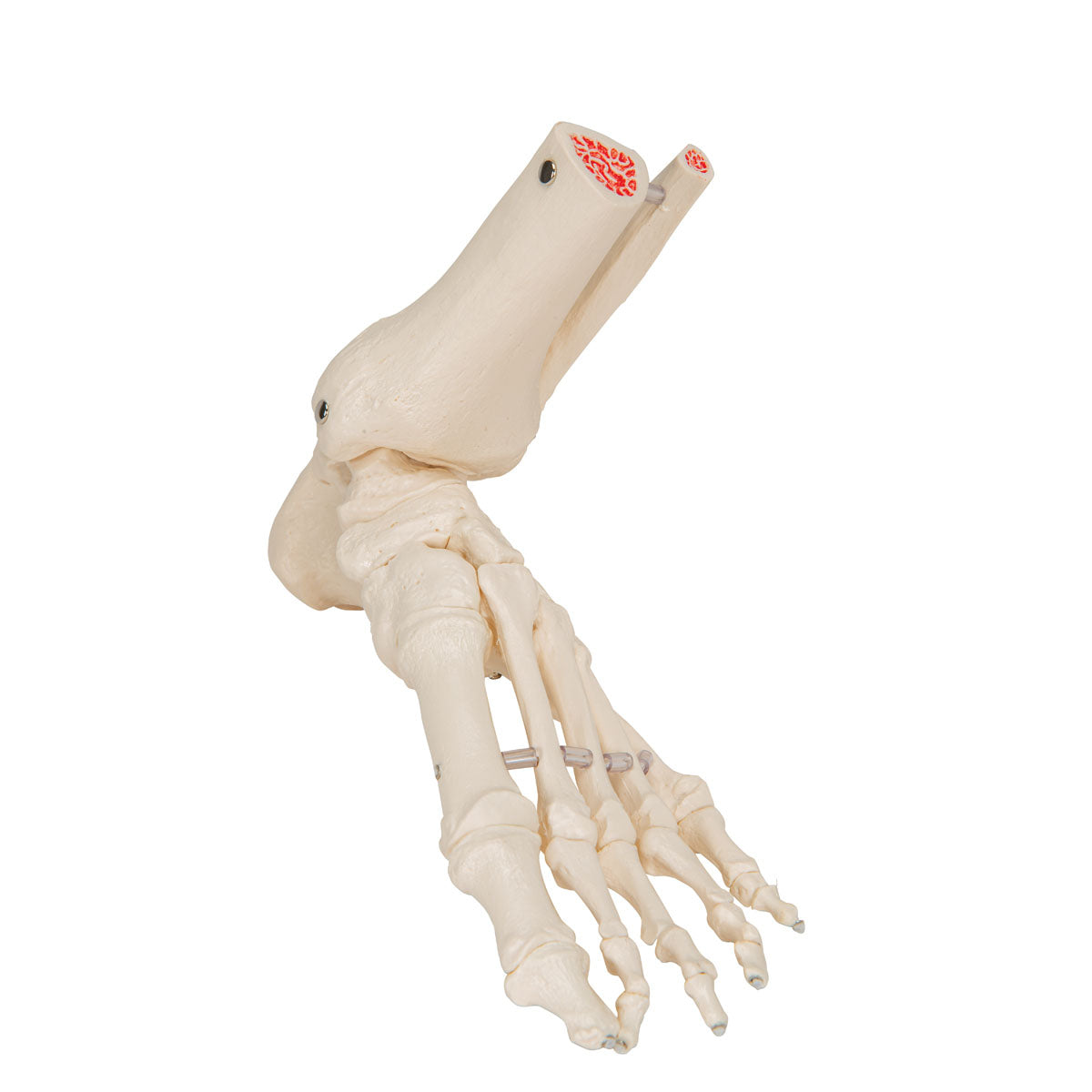 3B Scientific Anatomical Model, Foot and Ankle Skeleton, Elastic Mounted, Includes 3B Smart Anatomy