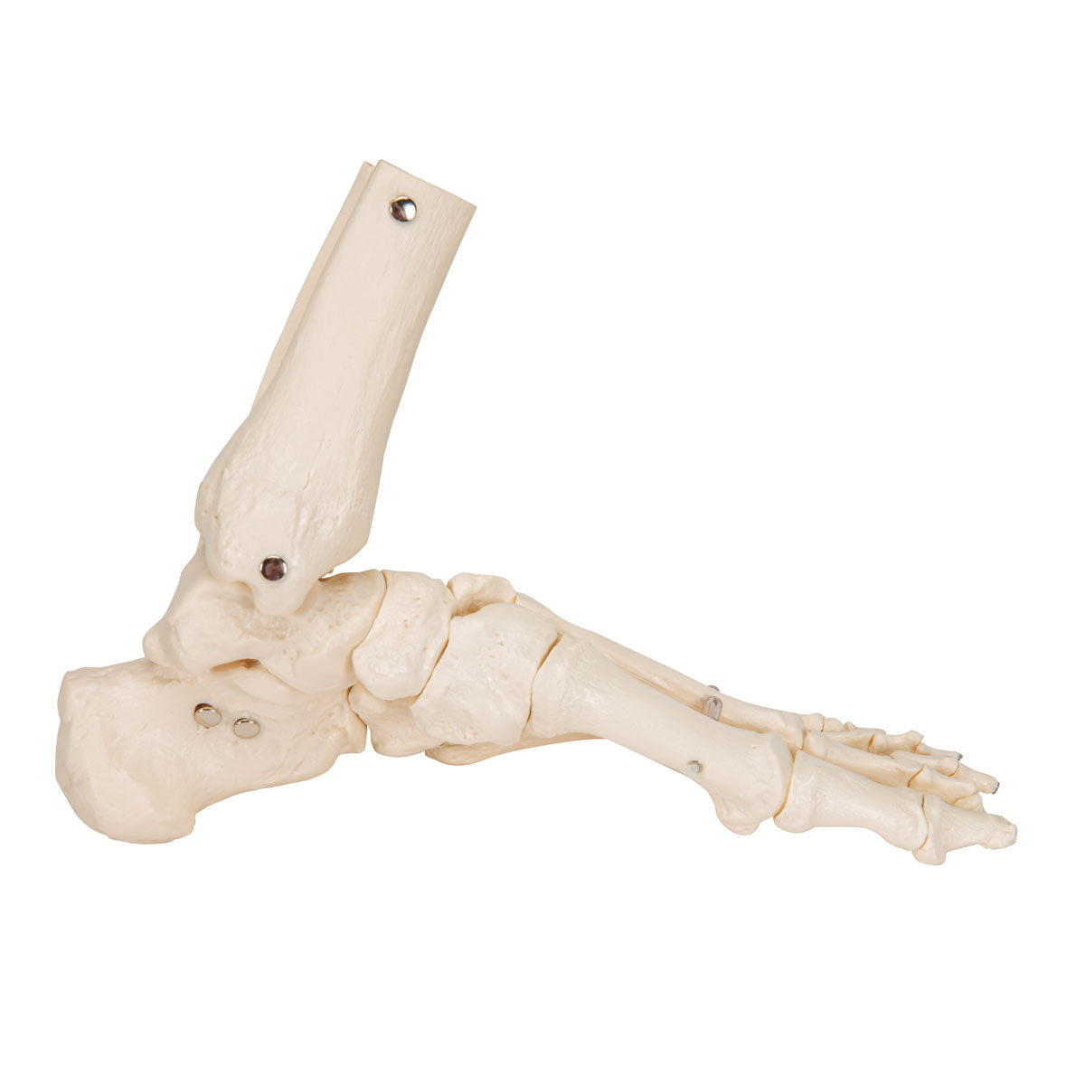 3B Scientific Anatomical Model, Foot and Ankle Skeleton, Elastic Mounted, Includes 3B Smart Anatomy