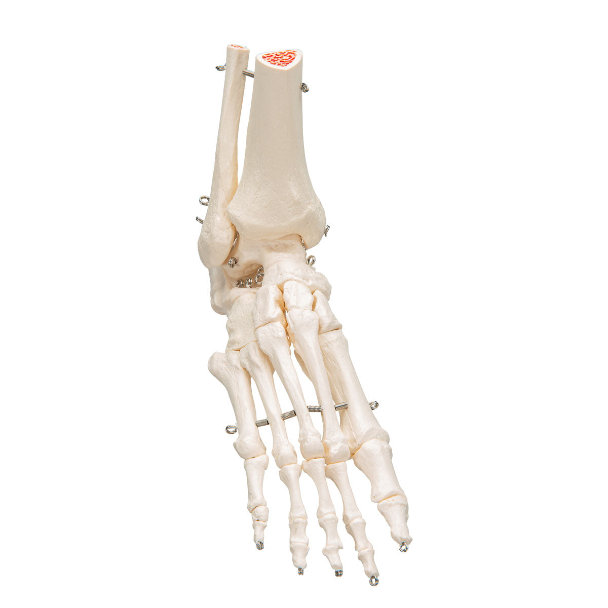 3B Scientific Anatomical Model, Human Foot and Ankle Skeleton, Wire Mounted, Includes 3B Smart Anatomy
