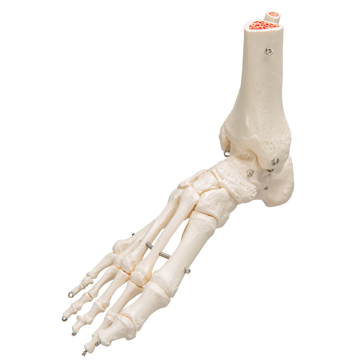 3B Scientific Anatomical Model, Human Foot and Ankle Skeleton, Wire Mounted, Includes 3B Smart Anatomy