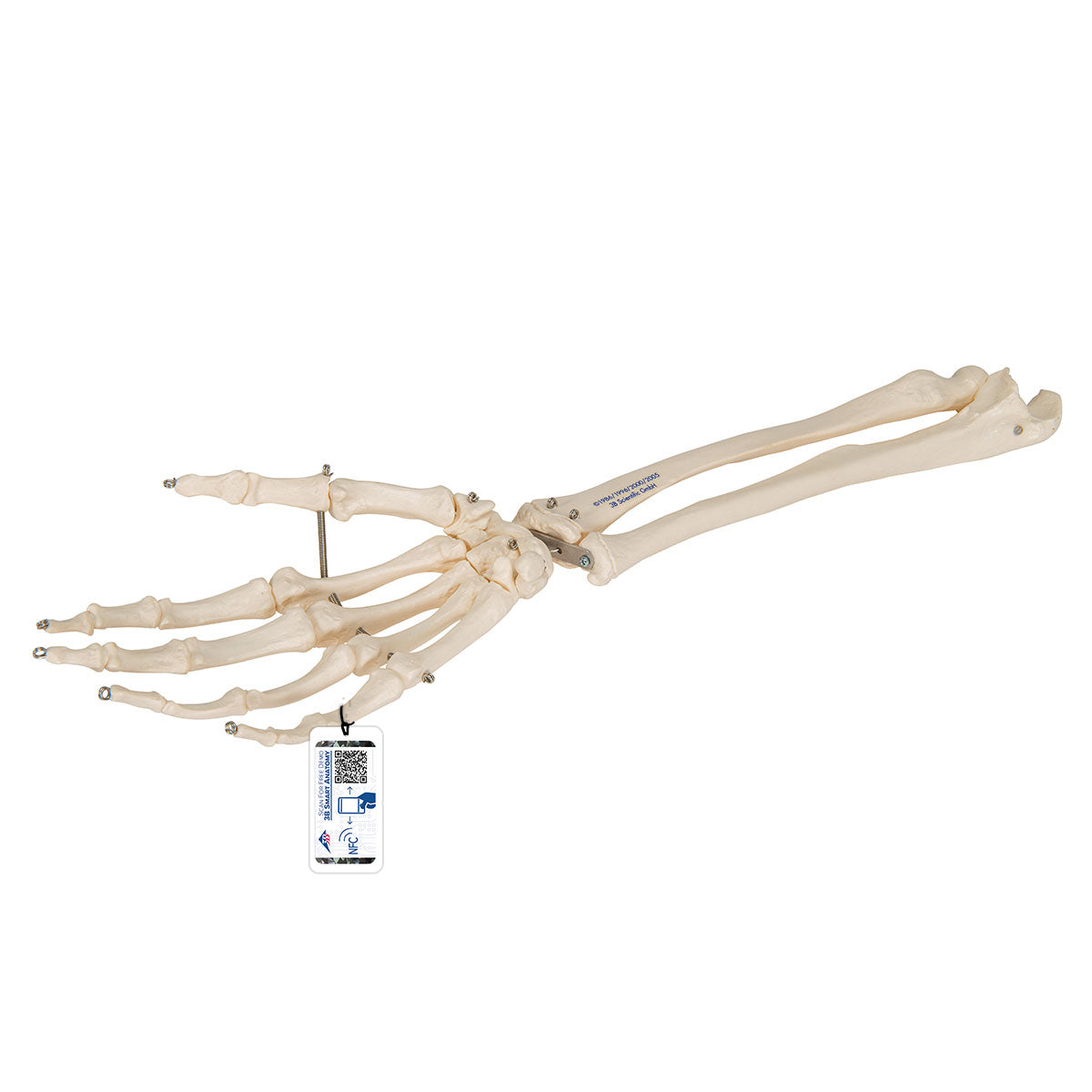 3B Scientific Anatomical Model, Human Hand Skeleton Model with Ulna and Radius, Wire Mounted, Includes 3B Smart Anatomy