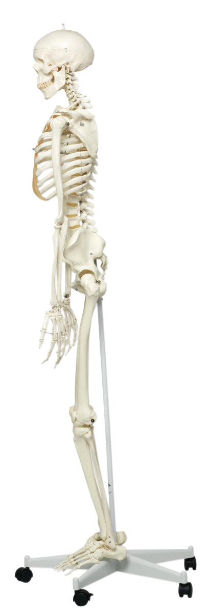 3B Scientific Anatomical Model - Stan the classic skeleton on roller stand - Includes 3B Smart Anatomy
