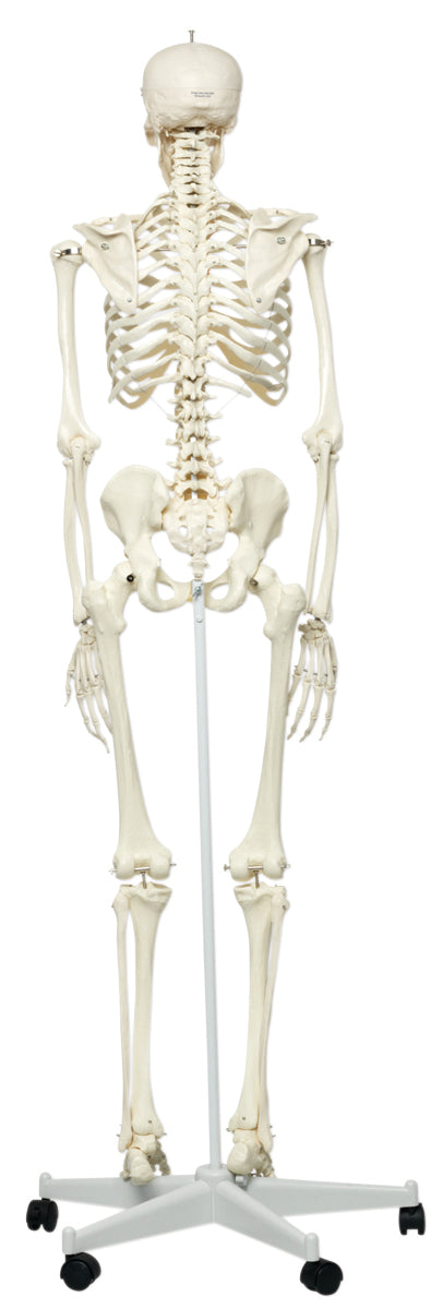 3B Scientific Anatomical Model - Stan the classic skeleton on roller stand - Includes 3B Smart Anatomy