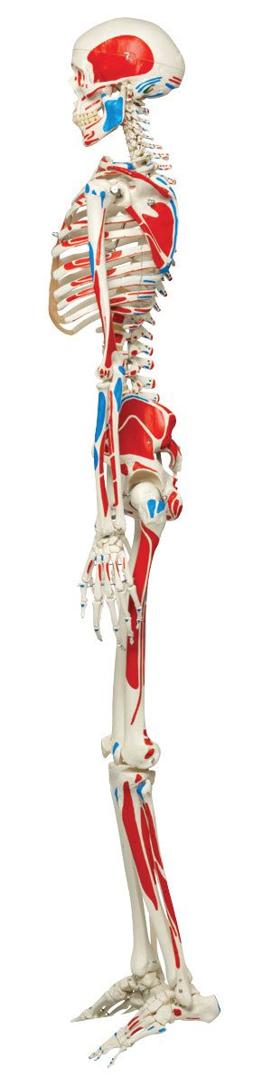 3B Scientific Anatomical Model - Max the muscle skeleton on roller stand - Includes 3B Smart Anatomy