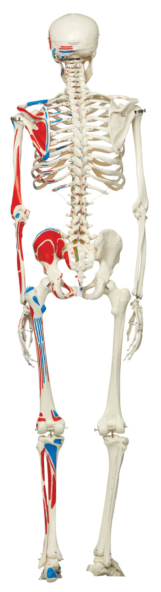 3B Scientific Anatomical Model - Max the muscle skeleton on roller stand - Includes 3B Smart Anatomy