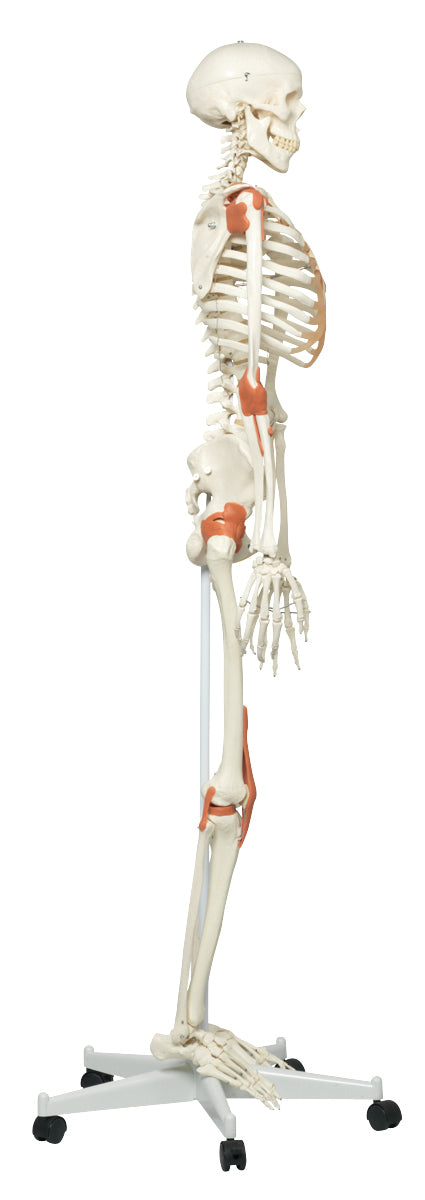 3B Scientific Anatomical Model - Leo the ligament skeleton on roller stand - Includes 3B Smart Anatomy