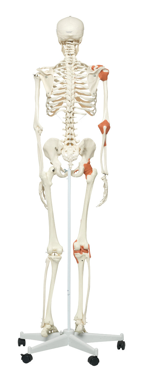 3B Scientific Anatomical Model - Leo the ligament skeleton on roller stand - Includes 3B Smart Anatomy