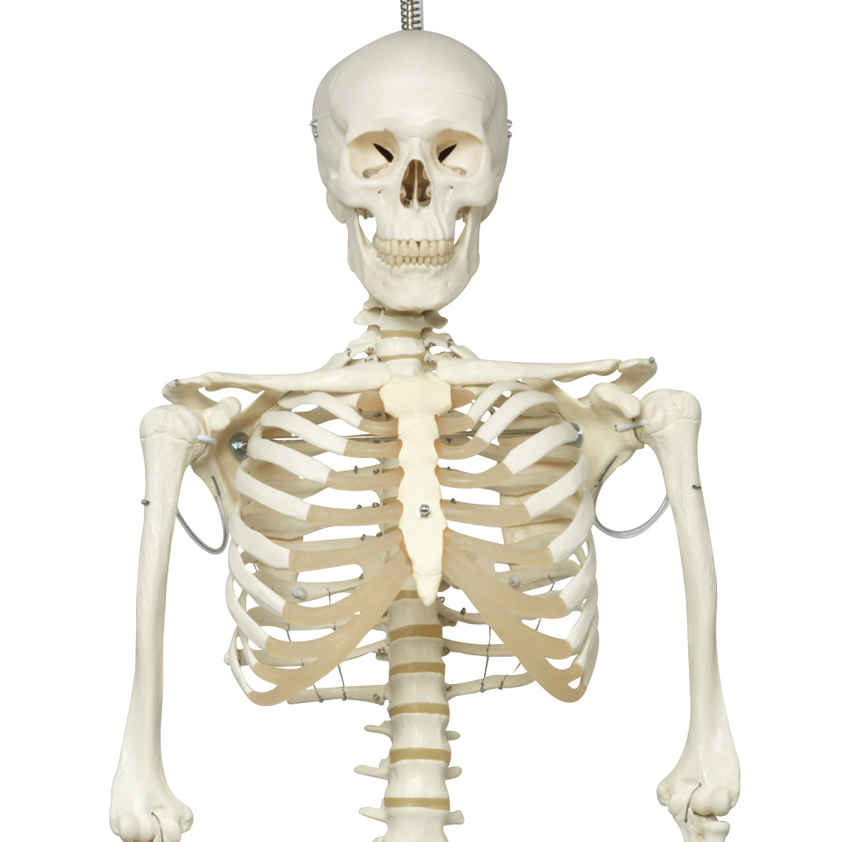 3B Scientific Anatomical Model - Phil the physiological skeleton on hanging roller stand - Includes 3B Smart Anatomy