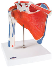 3B Scientific Anatomical Model - shoulder joint with rotator cuff - Includes 3B Smart Anatomy