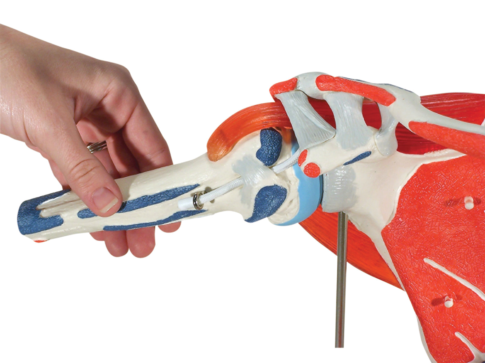 3B Scientific Anatomical Model - shoulder joint with rotator cuff - Includes 3B Smart Anatomy