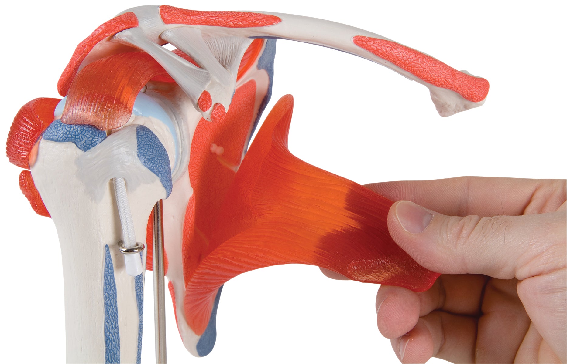 3B Scientific Anatomical Model - shoulder joint with rotator cuff - Includes 3B Smart Anatomy