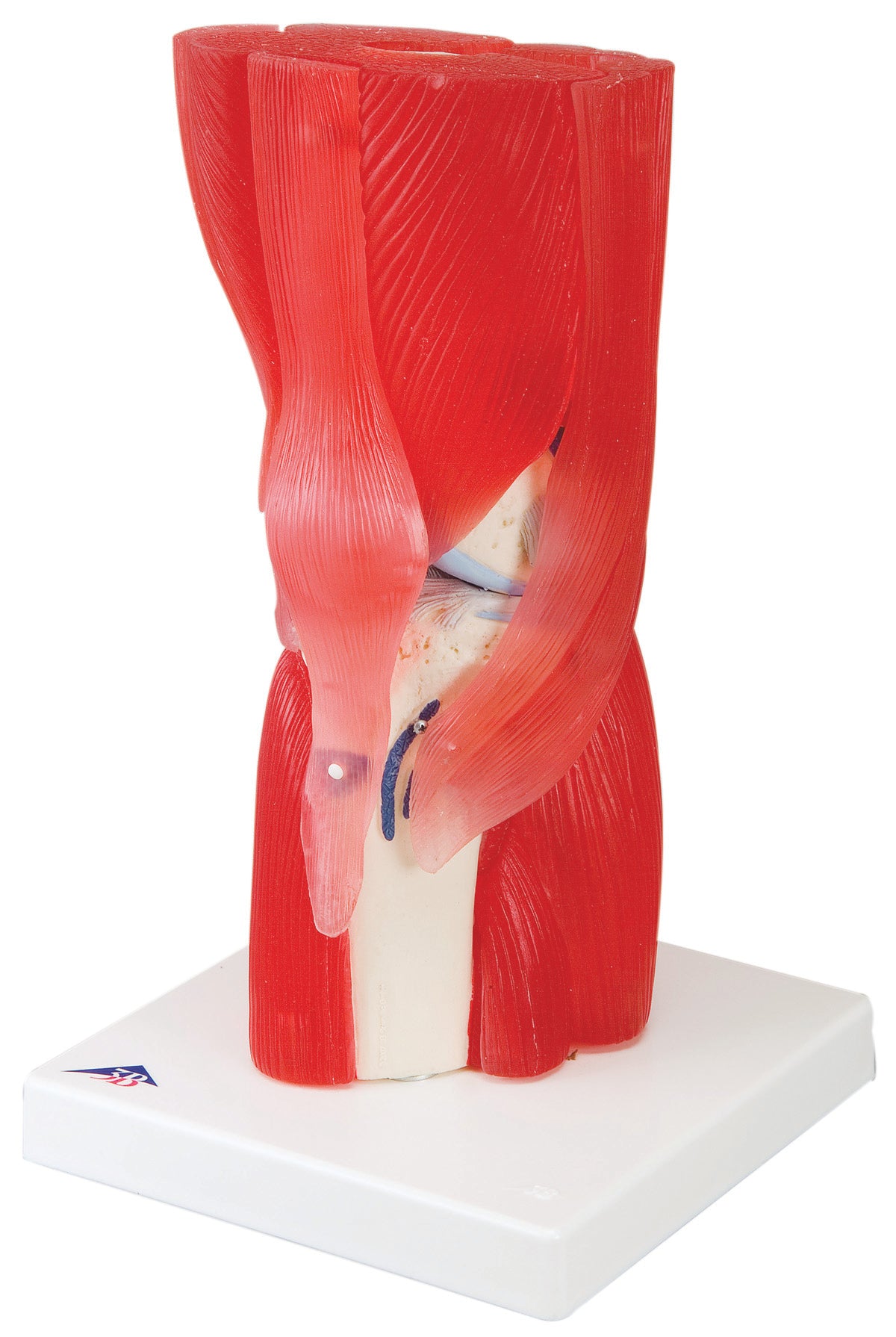 3B Scientific Anatomical Model - knee joint with removable muscles, 12-part - Includes 3B Smart Anatomy