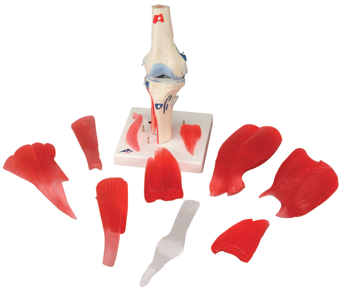 3B Scientific Anatomical Model - knee joint with removable muscles, 12-part - Includes 3B Smart Anatomy