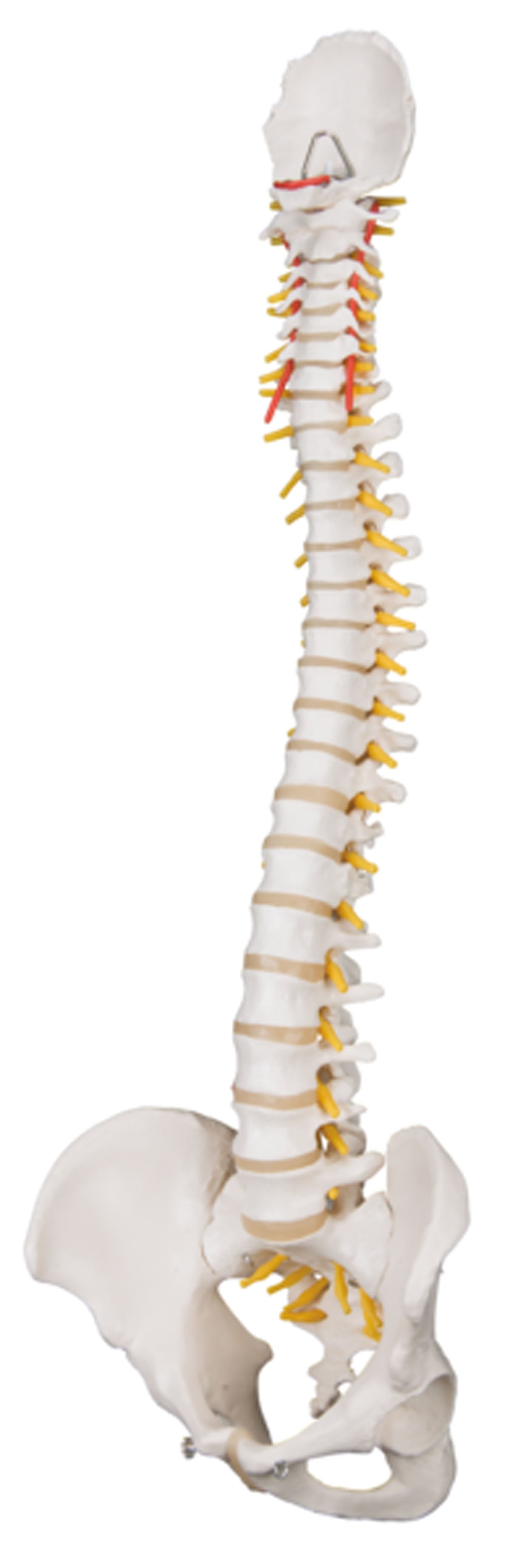 3B Scientific Anatomical Model - flexible spine, classic, with male pelvis - Includes 3B Smart Anatomy